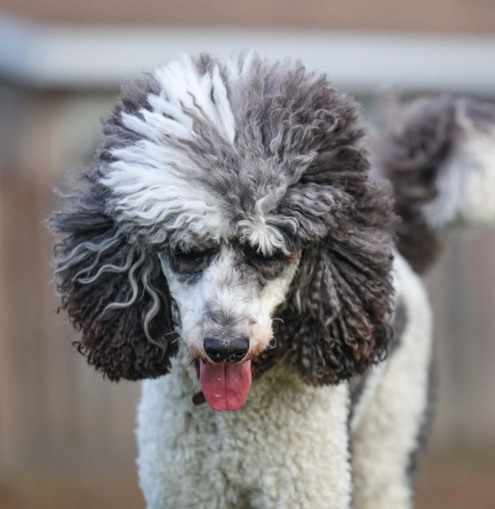 Standard poodle's body language: tongue out after activity, looking relaxed and calm.