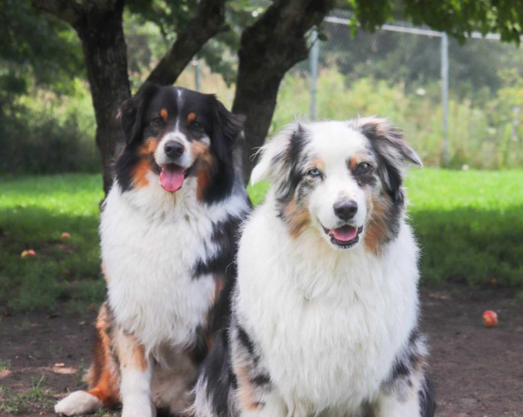 Codependence is a real issue for many dog families.