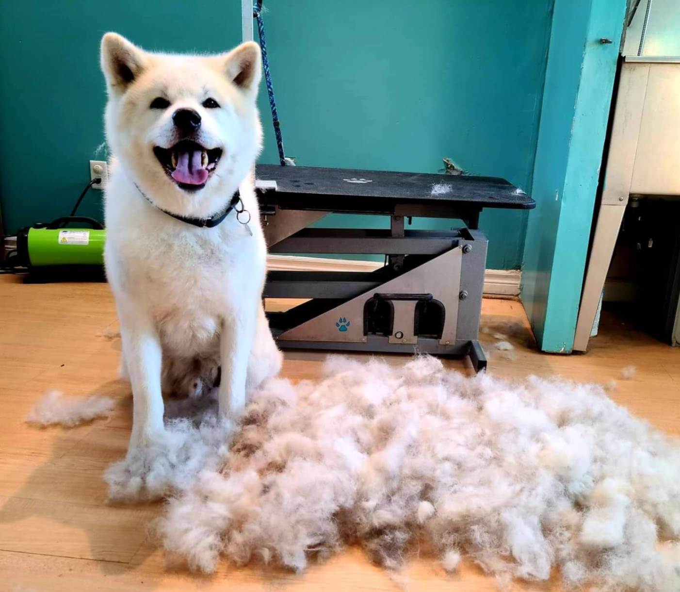 A large white Akita sitting happily next to a massive pile of brushed-out undercoat fur on a grooming room floor.