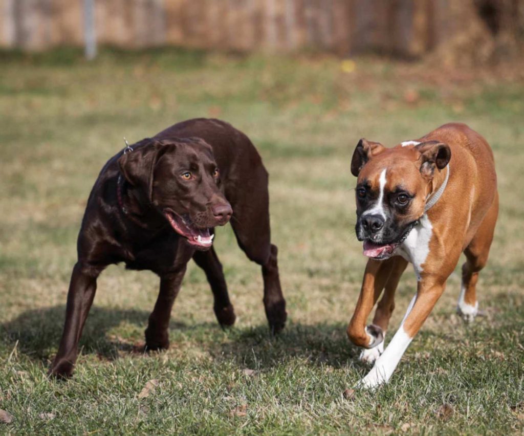 dogs running in the kennel yard